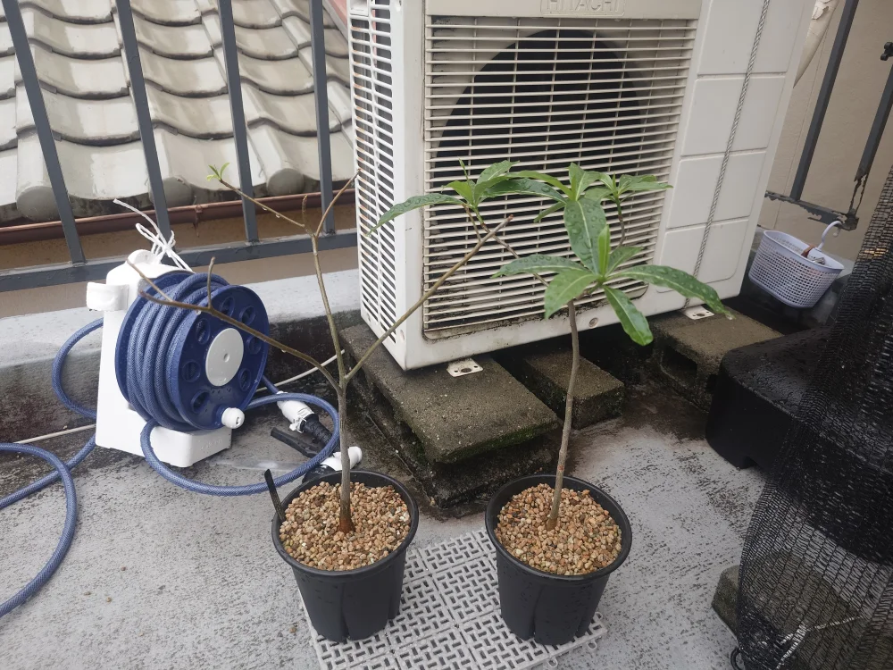 Adansonia za (アダンソニア（バオバブ） ザ)