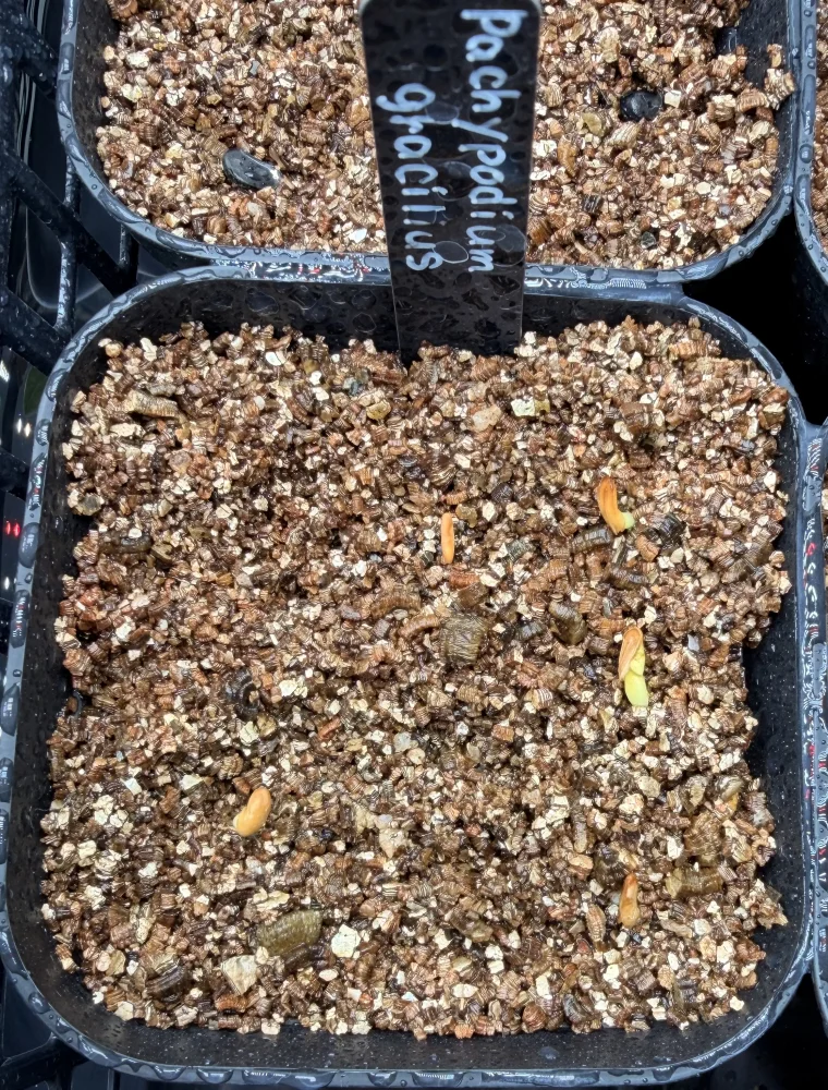 Pachypodium rosulatum var. gracilius Lot.