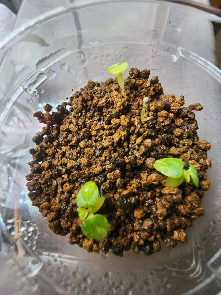 Dorstenia horwoodii (ドルステニア ホルウッディ)