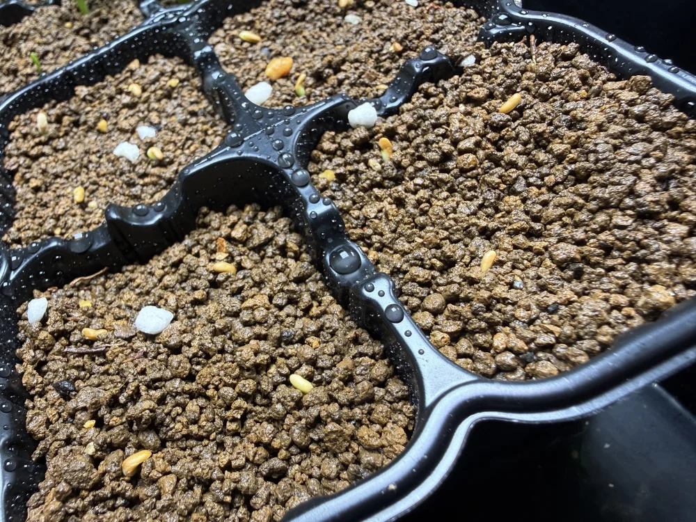 Pachypodium brevicaule ssp. brevicaule (パキポディウム ブレビカウレ 小粒)