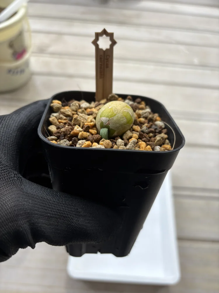 Cycas cairnsiana (サイカス カイルンシアナ)