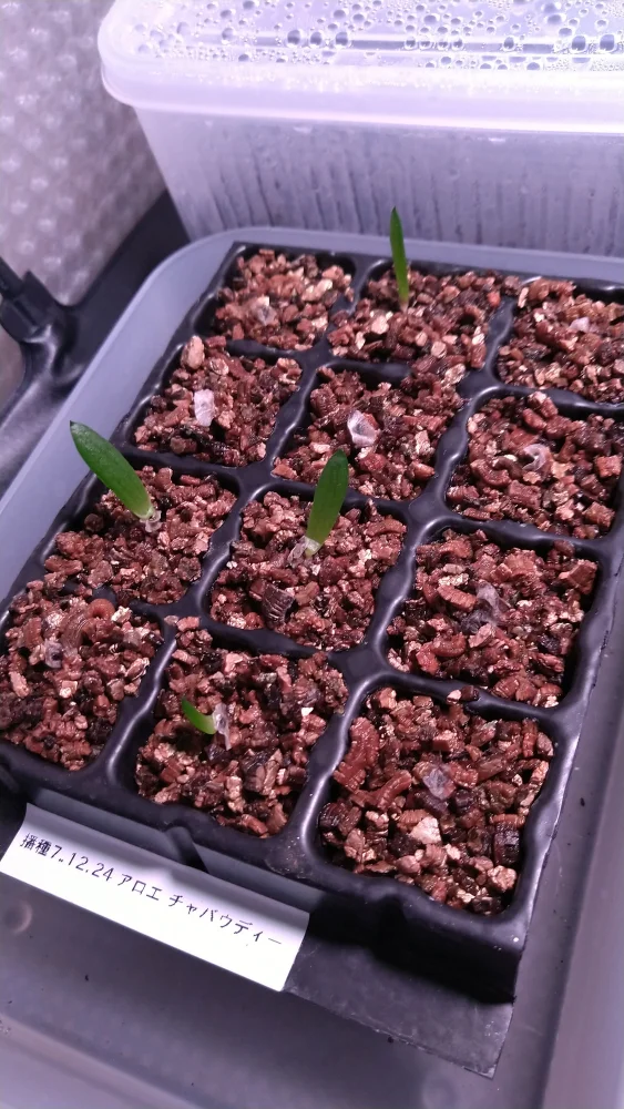 Aloe chabaudii (アロエ チャバウディー)