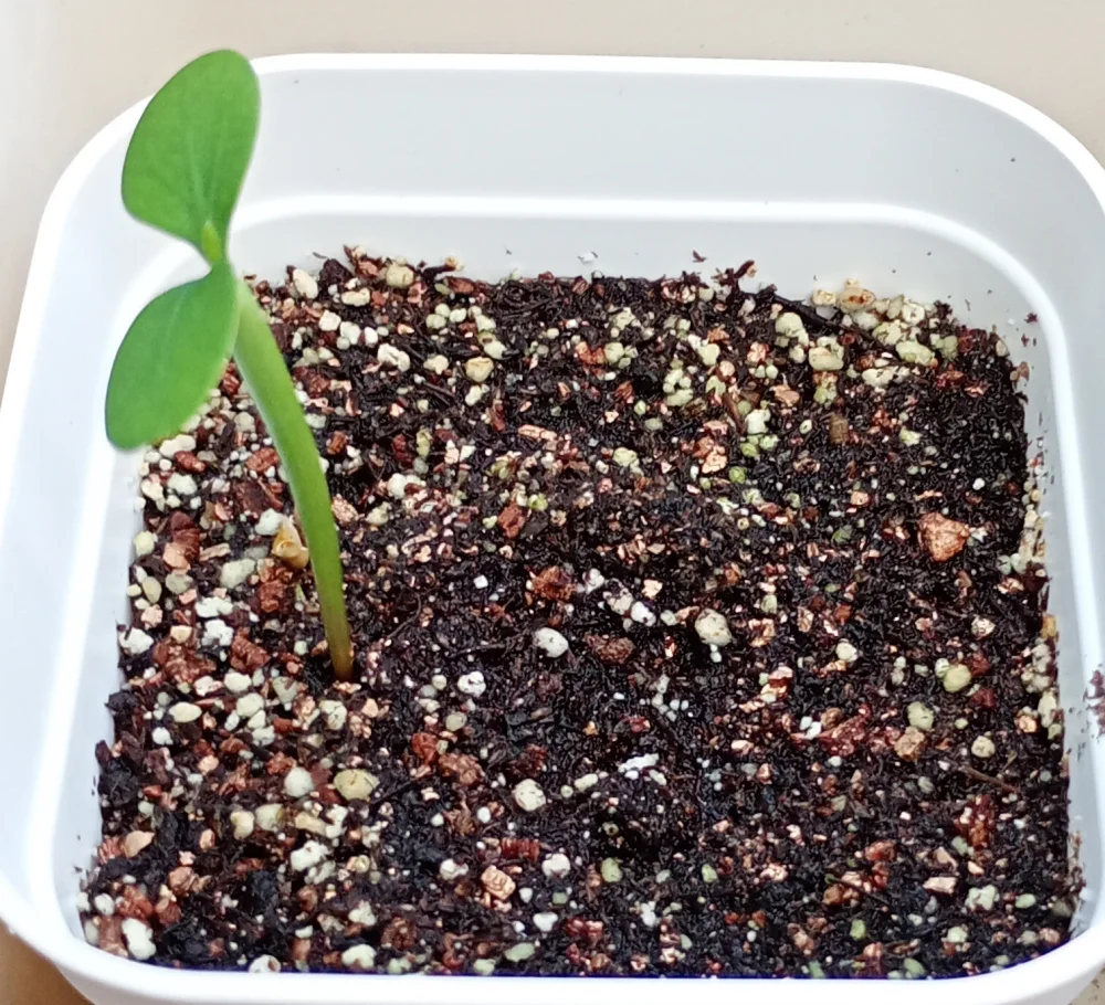 Euphorbia tirucalli (ユーフォルビア ティルカリー)