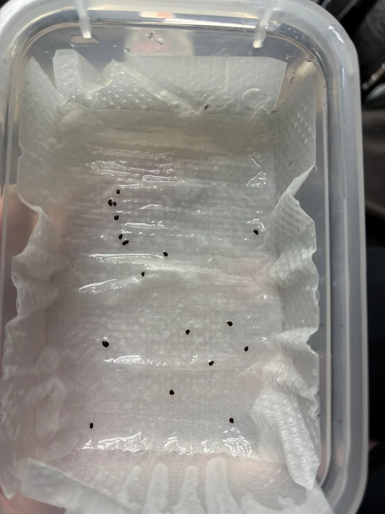 Eucalyptus cinerea (ユーカリ シネレア)