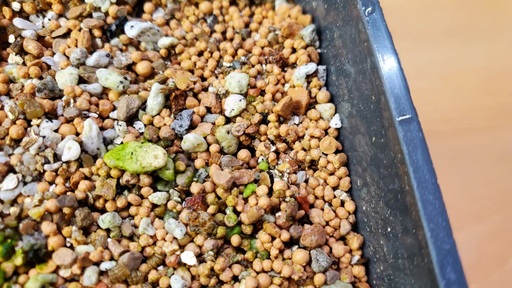 Aztekium ritteri (アズテキウム 花籠)