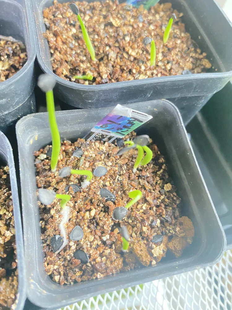 x (アガベ パルメリ)