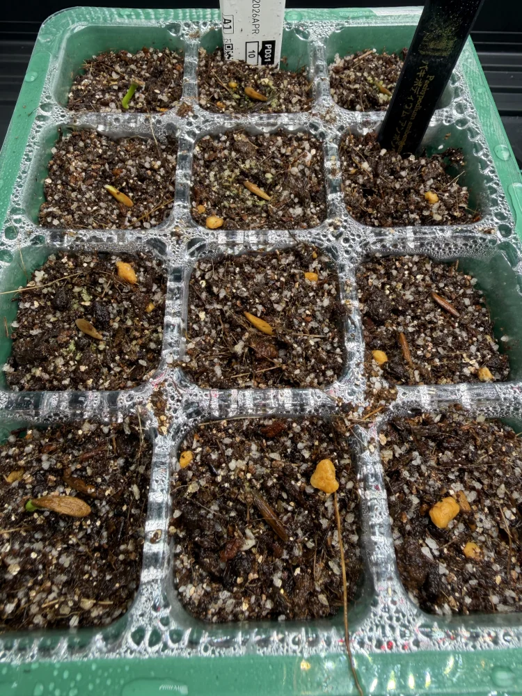 種子] パキポディウム アンボンゲンセ Pachypodium ambongense | 塊根