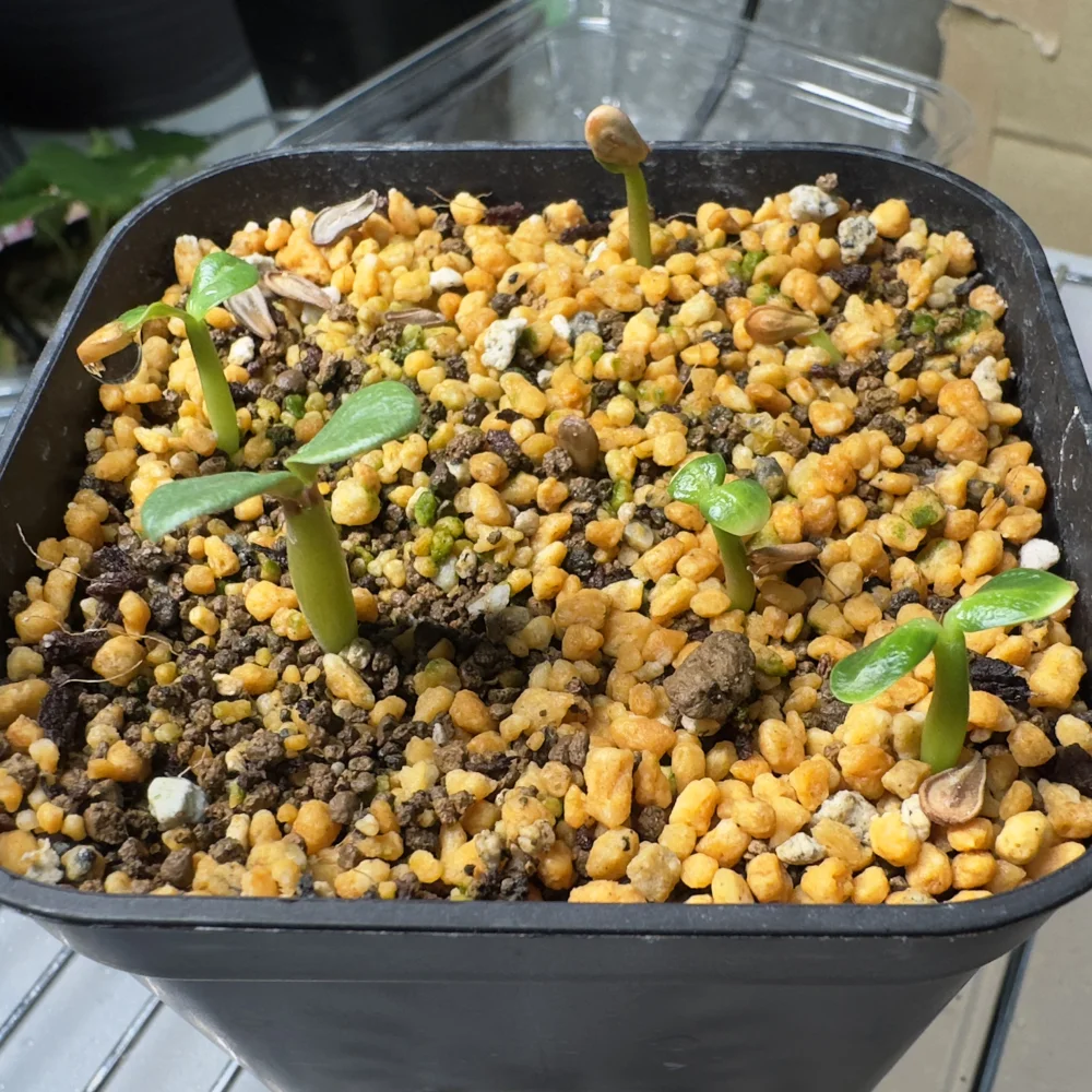 Pachypodium windsorii (パキポディウム ウィンゾリー)