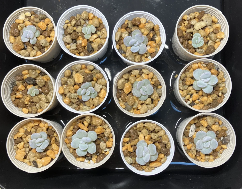 Echeveria laui (エケベリア ラウイ)