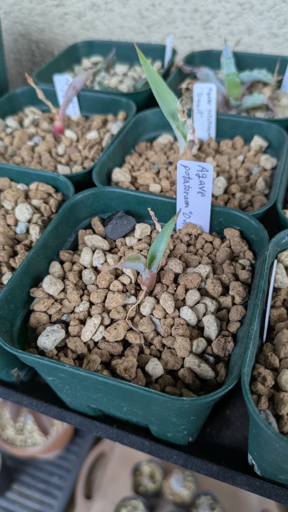 Agave potatorum Dwarf (アガベ ポタトラムドワーフ)