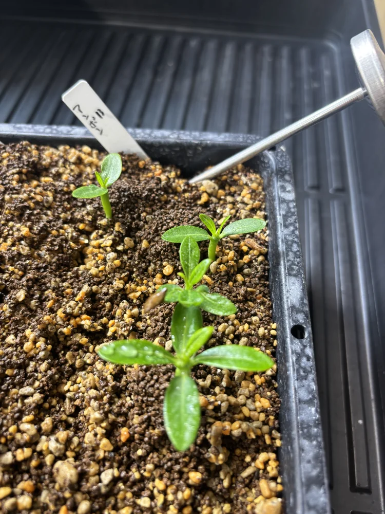 Pachypodium ambongense (パキポディウム アンボンゲンセ)