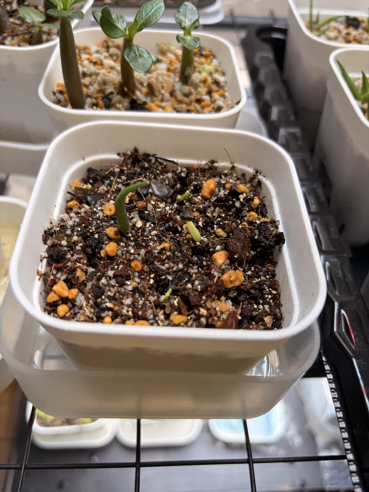 Agave isthmensis (アガベ イシスメンシス)