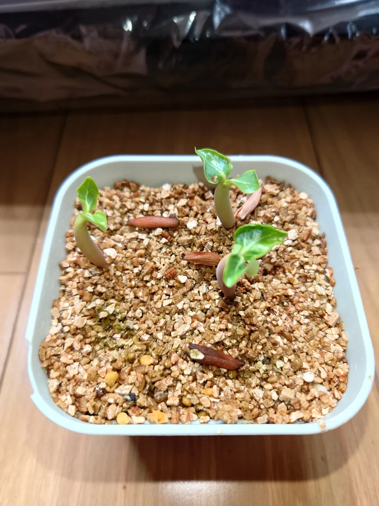 Adenium Thai socotranum  Golden Coral (アデニウム ゴールデンコーラル)