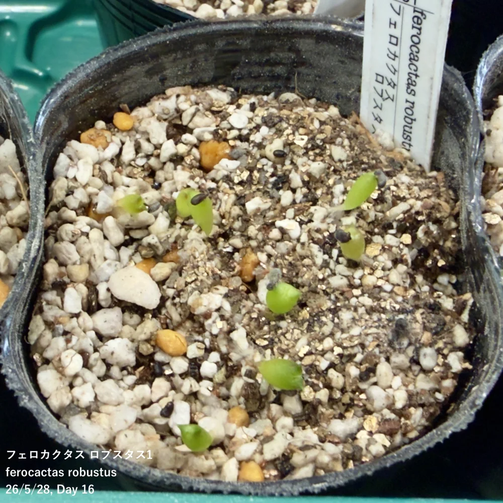 Ferocactus robustus (フェロカクタス ロブスタス)