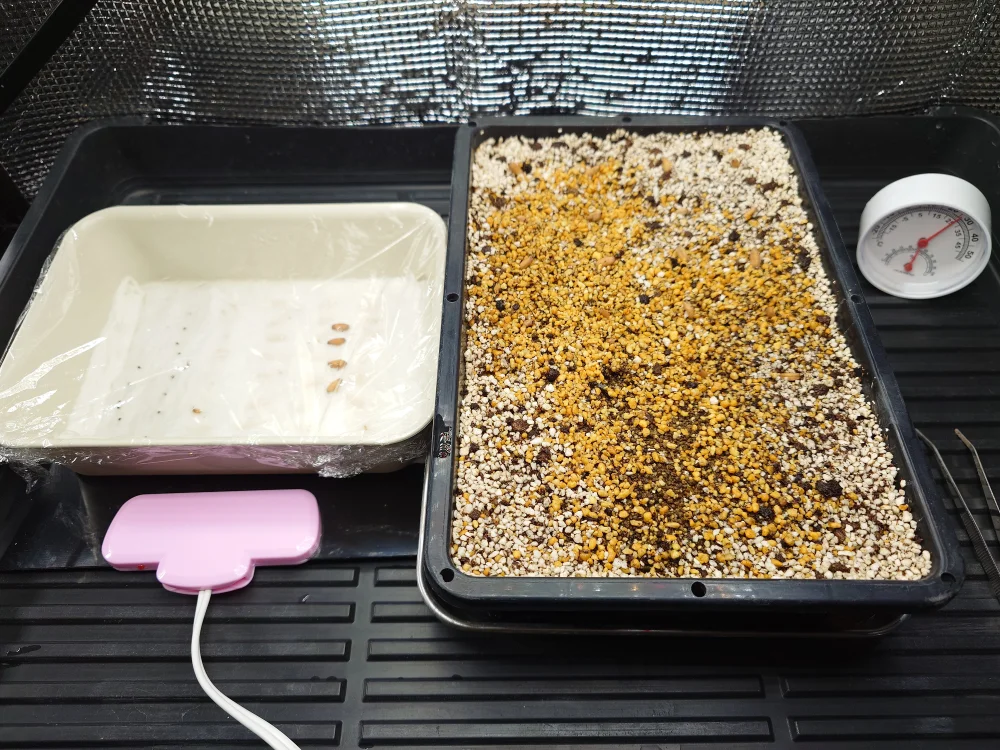 DHA PPL Adenium DHA PPL (アデニウム)