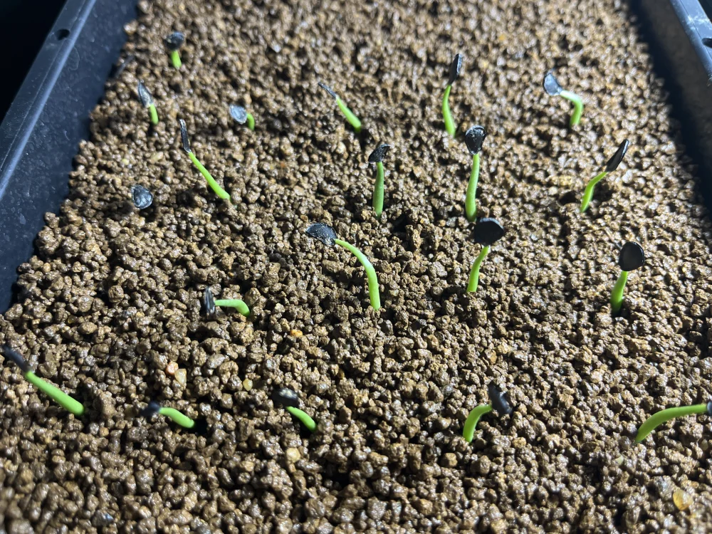 [タネの日プレゼント] アガベ パリー Agave parryi ssp. parryi