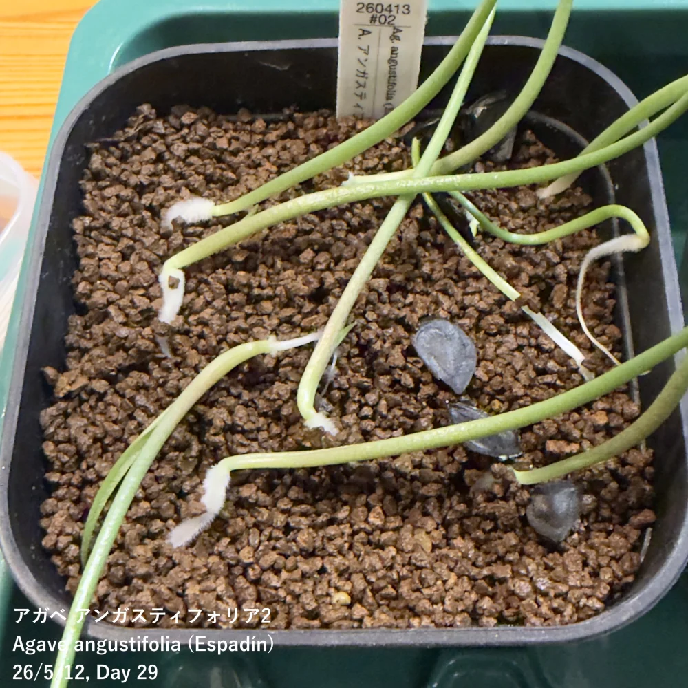 種子] アガベ アンガスティフォリア Agave angustifolia (Espadín