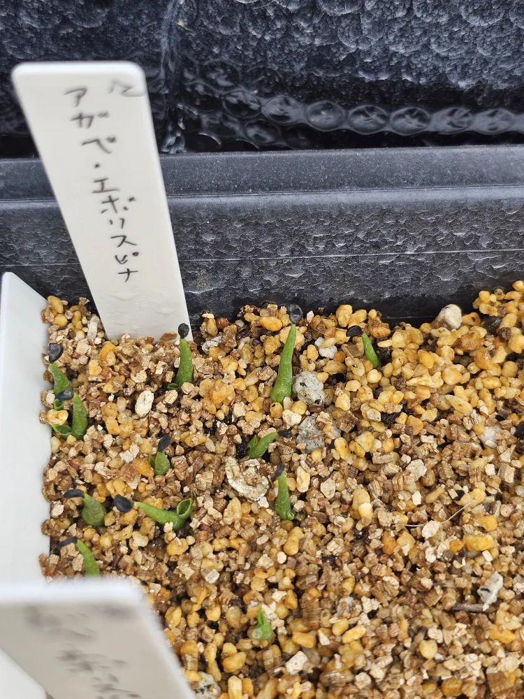 Agave utahensis var. eborispina (アガベ エボリスピナ)