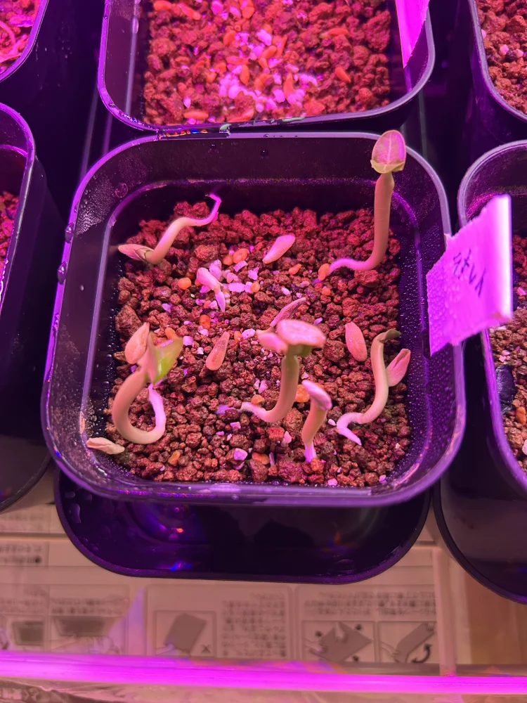 Pachypodium lamerei (パキポディウム ラメレイ)