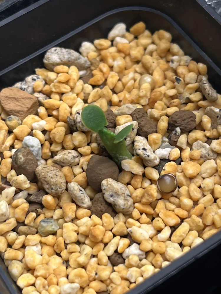 Euphorbia robecchii (ユーフォルビア ロベッキー)