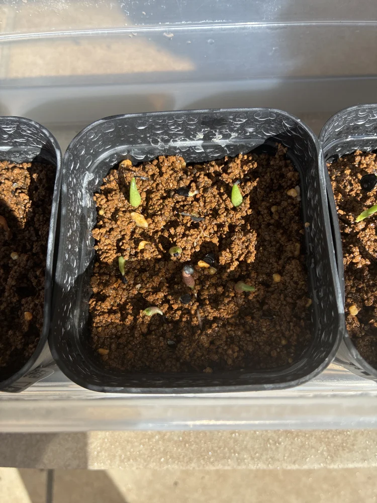 Agave oteroi Lot. (アガベ オテロイ)