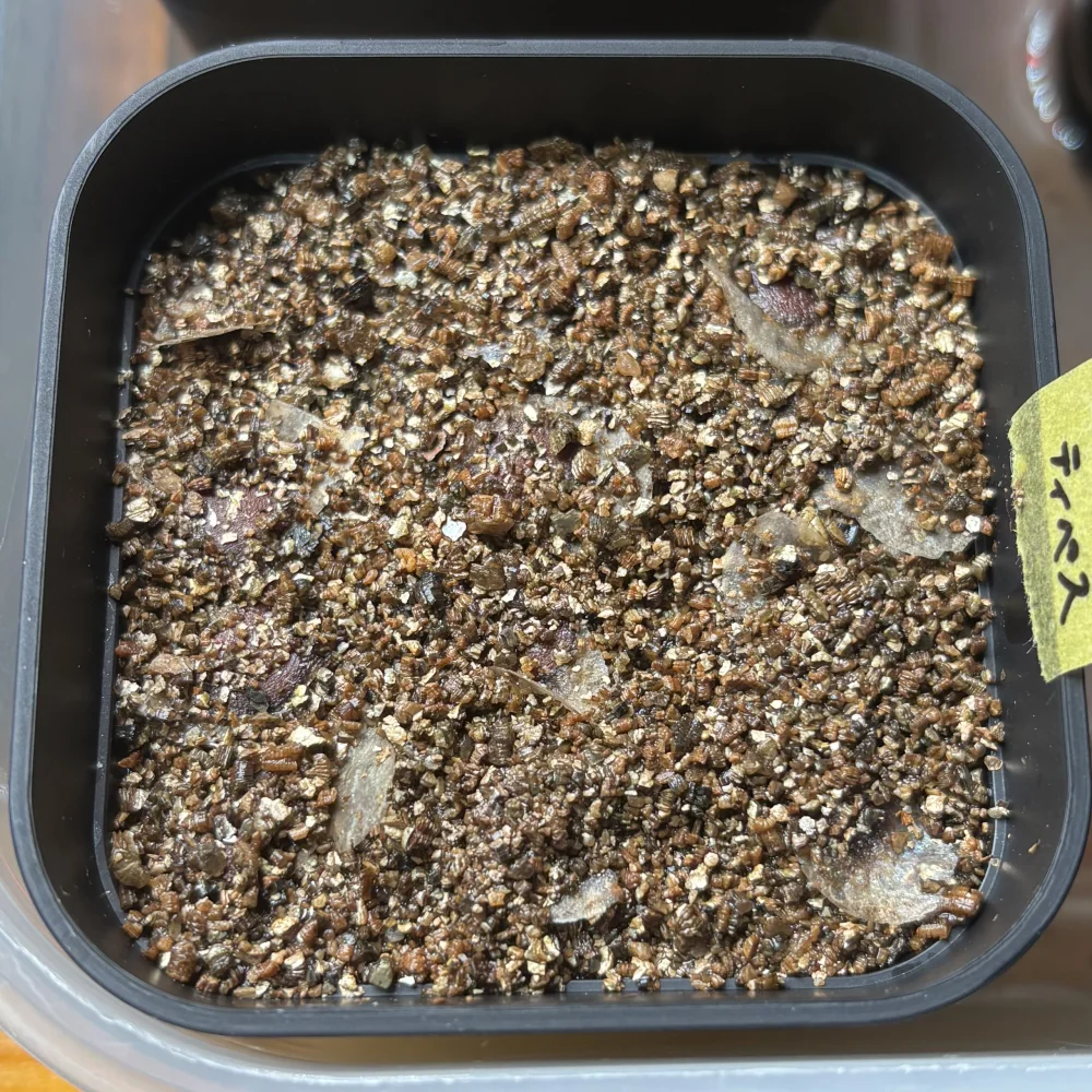 Dioscorea elephantipes (ディオスコレア エレファンティペス)
