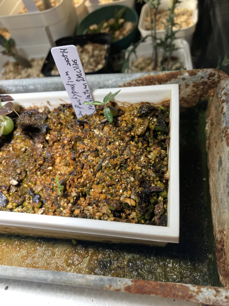 種子] パキポディウム グラキリス Lot.2025H Pachypodium rosulatum