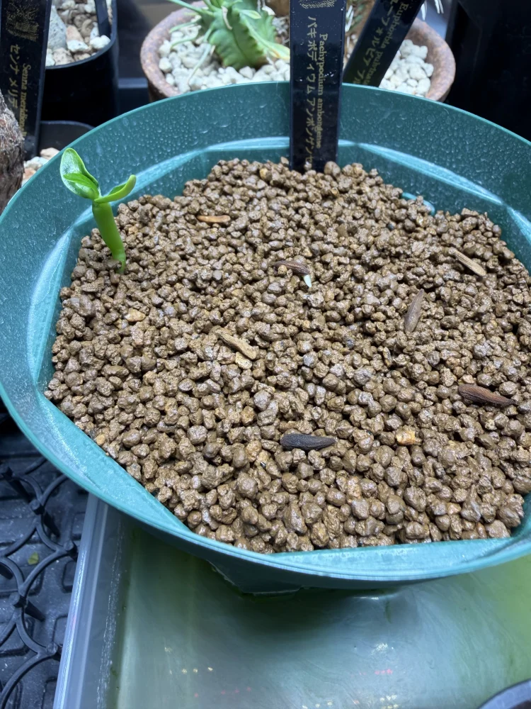 Pachypodium ambongense (パキポディウム アンボンゲンセ)