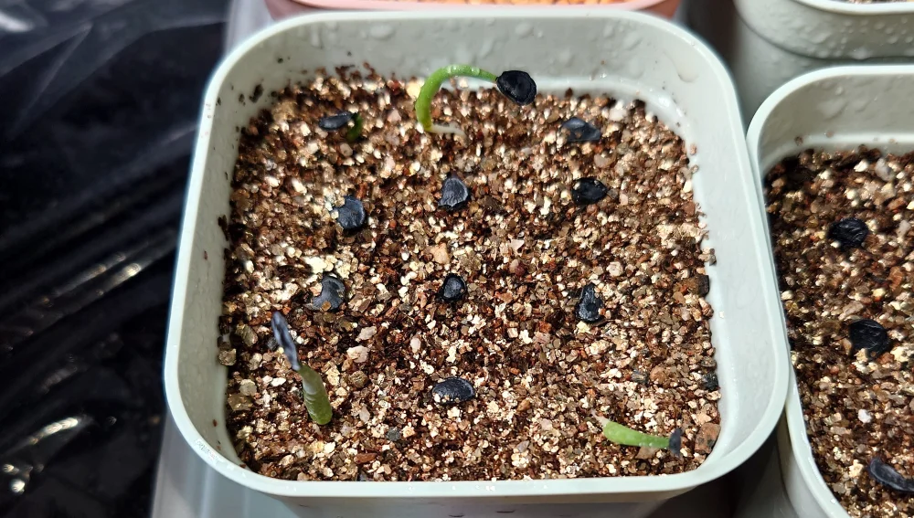Agave parryi ssp. parryi ([少量追加:タネの日プレゼント] アガベ パリー)