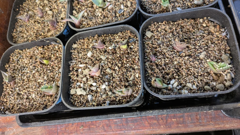 アガベ オテロイ Agave oteroi Lot.2025D