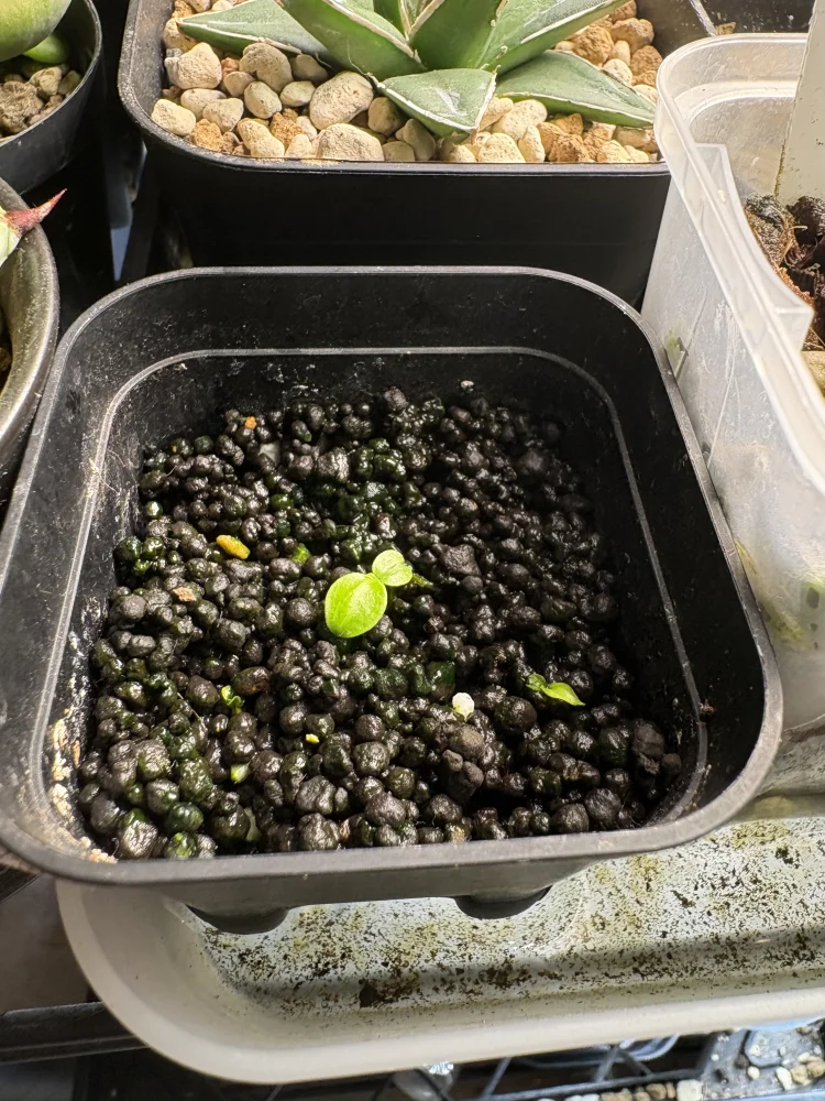 Philodendron longilobum (フィロデンドロン ロンギロバム)