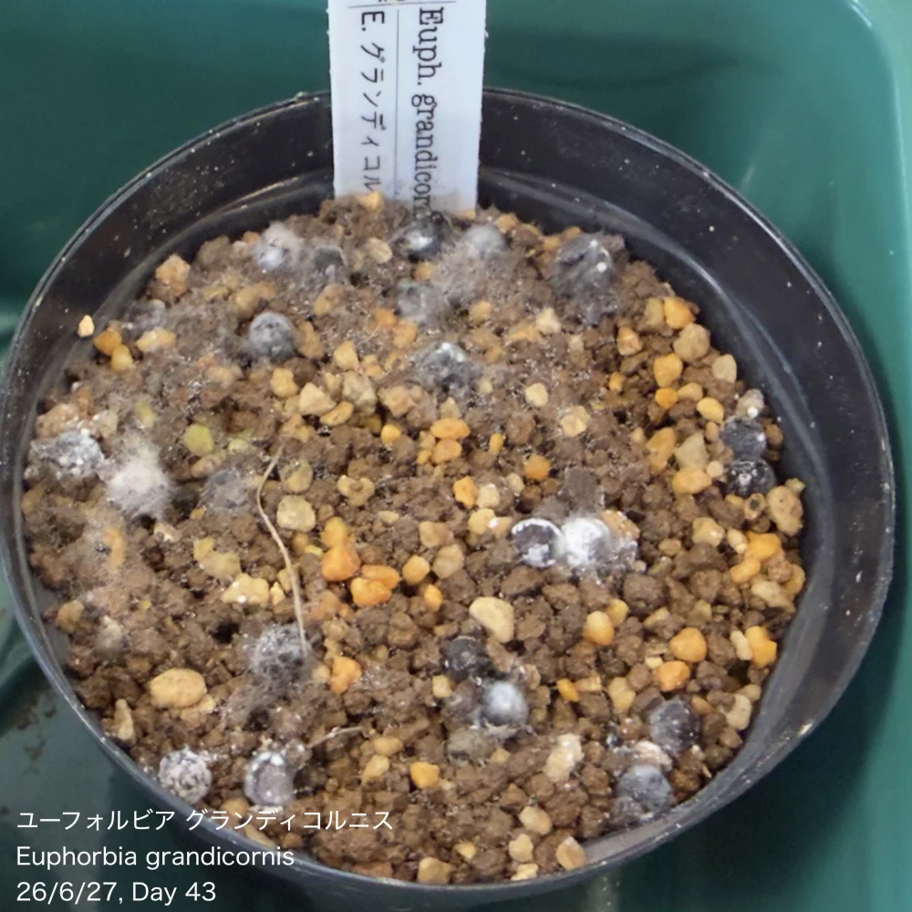 種子専門ショップ 多肉植物・塊根植物・観葉植物 - SEEDSTOCK