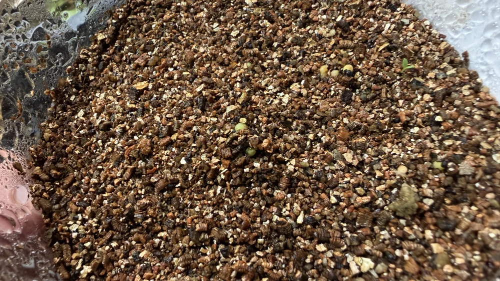 Lophophora diffusa (ロフォフォラ 翠冠玉)