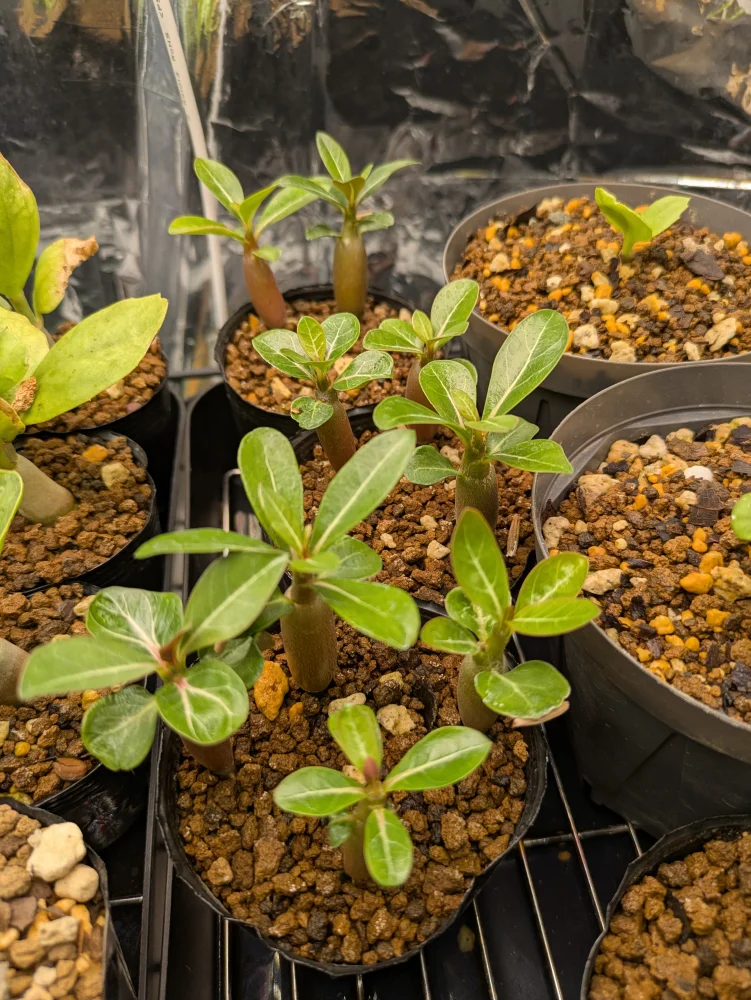 Adenium obesum Kenya (アデニウム オベスム ケニア)