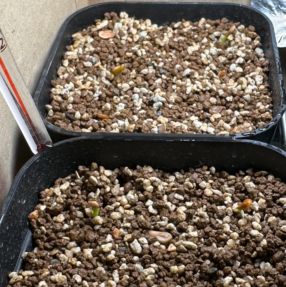 Pachypodium windsorii (パキポディウム ウィンゾリー)