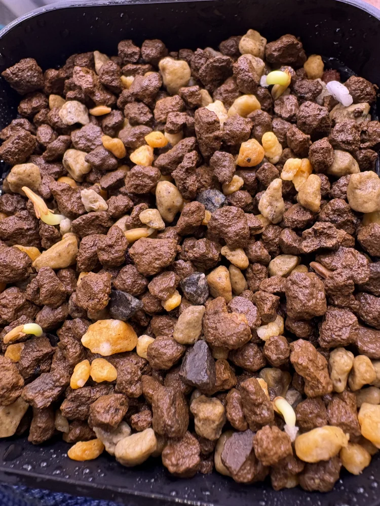 Pachypodium rosulatum subsp. makayense (パキポディウム マカイエンセ)