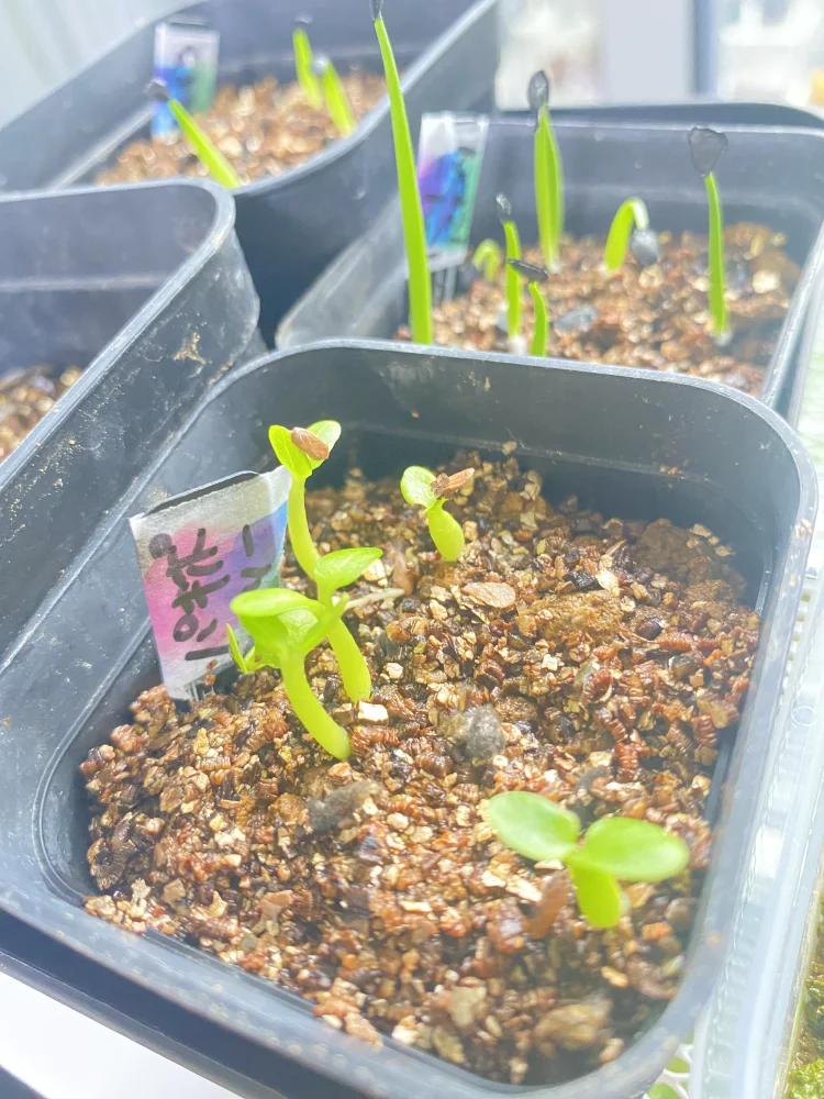 Pachypodium rosulatum var. inopinatum ([プレゼント種子 3月22日まで] パキポディウム イノピナツム)