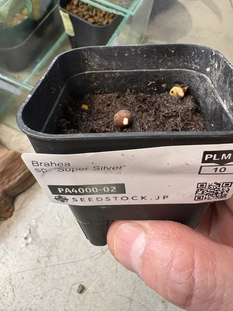 Brahea Brahea sp. 'Super Silver' (ブラヘア スーパーシルバー)