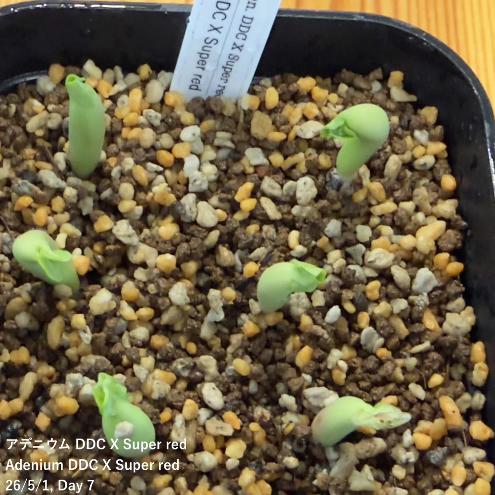 Adenium DDC X Super red (アデニウム)
