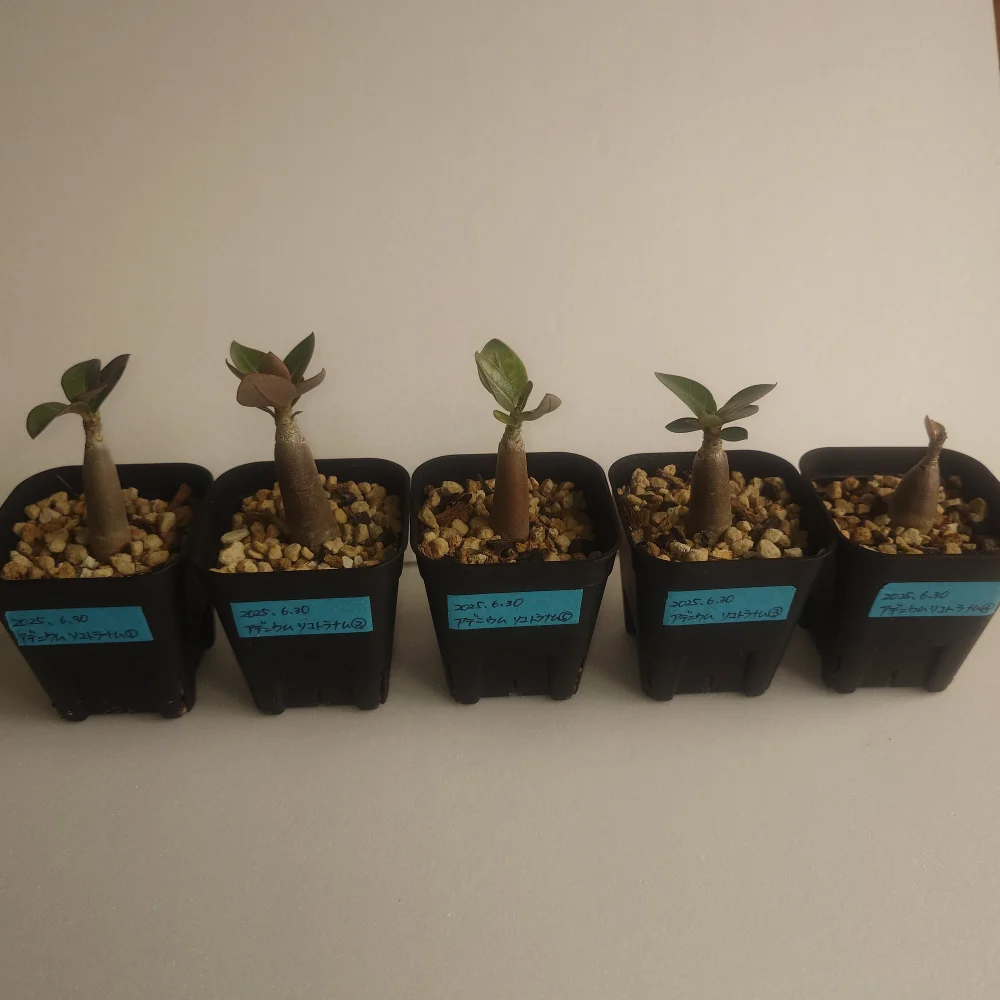 Bang Kla Adenium socotranum  Bang Kla (アデニウム ソコトラナム)