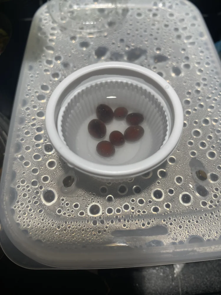 Brahea dulcis (ブラヘア ダルキスブルー)