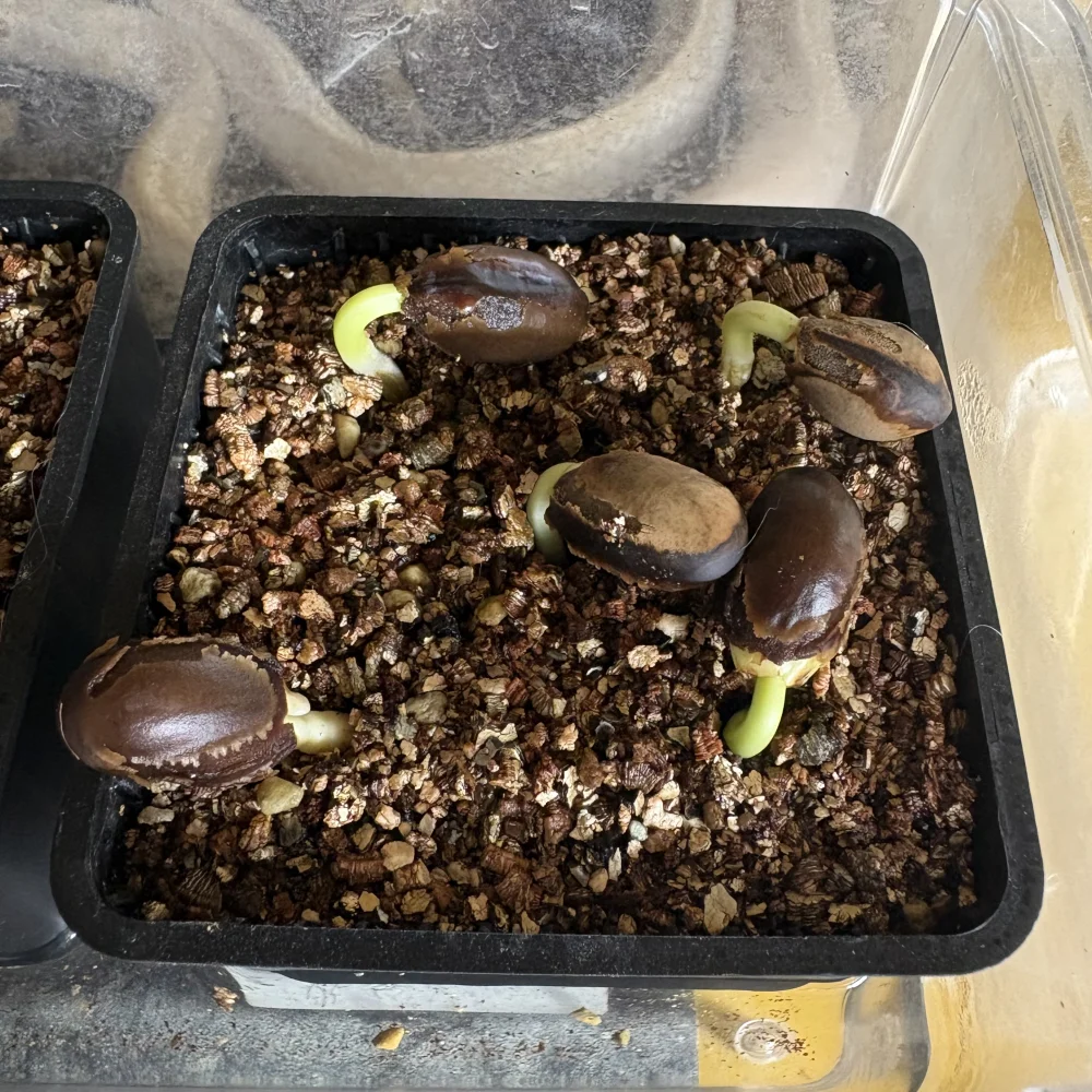 Delonix pumila (デロニクス プミラ)
