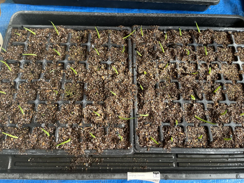 Agave parryi var. truncata (アガベ パリー トランカータ)