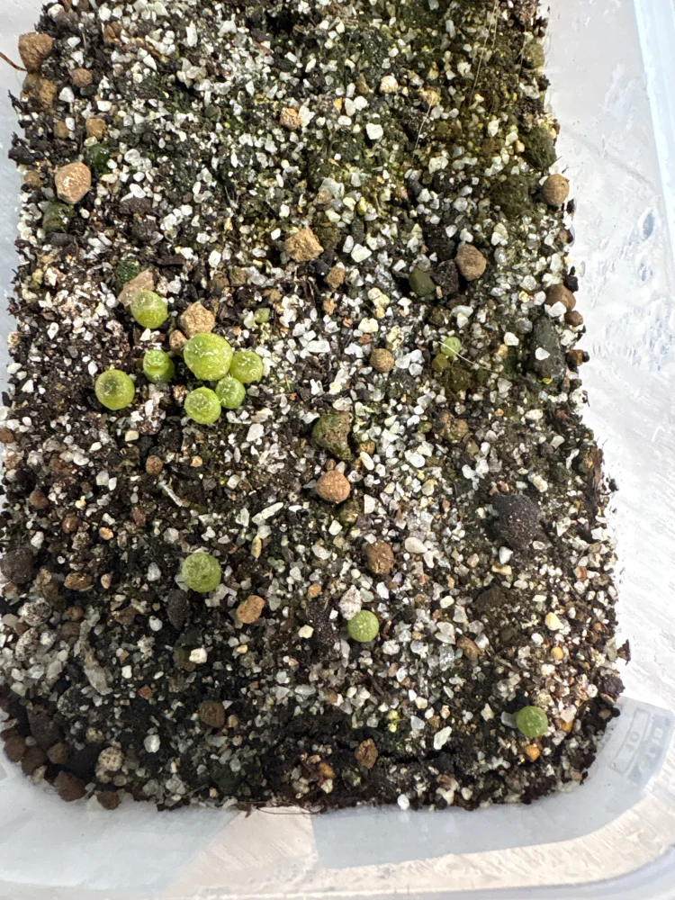 種子] ロフォフォラ 疣銀冠玉 Lophophora fricii | サボテン 珍奇植物