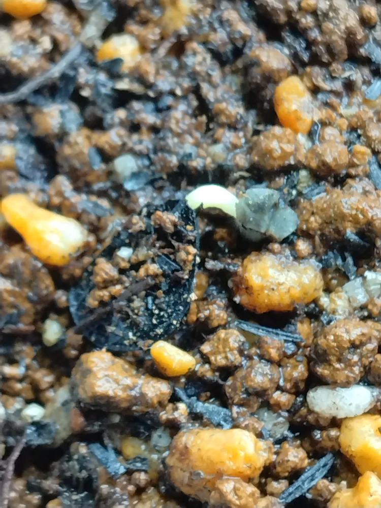 Agave ([プレゼント種子])