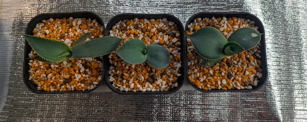 Agave guadalajarana (アガベ グアダラハラナ)