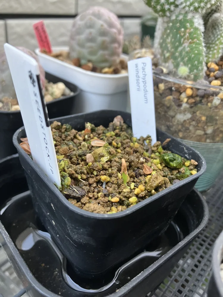 種子] パキポディウム ウィンゾリー Pachypodium windsorii | 塊根植物