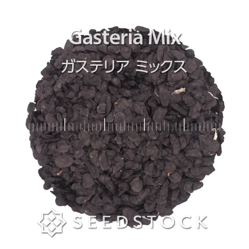 Gasteria Mix Mix (ガステリア ミックス)