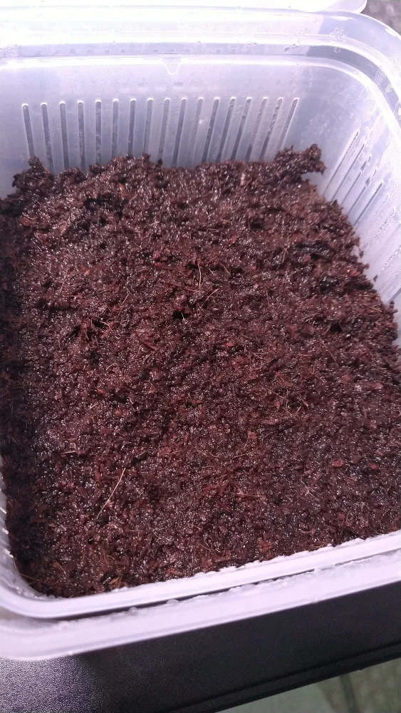 Platycerium willinckii subsp. willinckii (ビカクシダ ウィリンキー ジャワ)