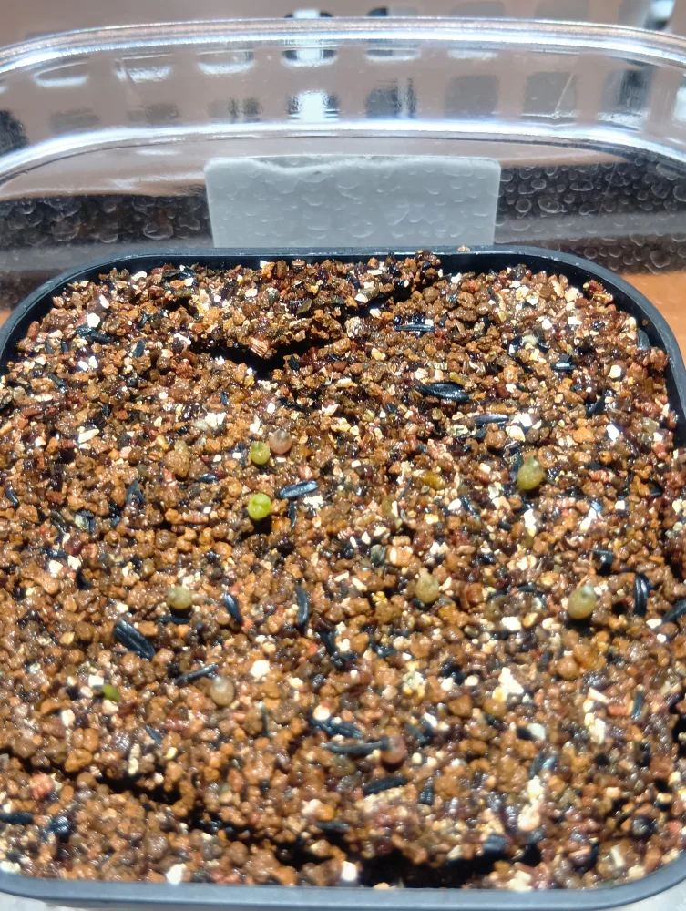 Espostoa ritteri (エスポストア リッテリ)